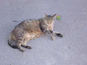 Grosses bild anzeigen 20070706 056.jpg